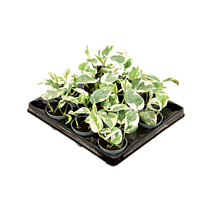 Scindapsus (Epipremnum) 'N'joy' 12/tray