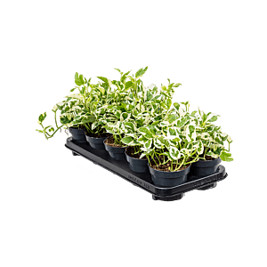 Scindapsus (Epipremnum) 'N'joy' 10/tray