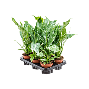 Spathiphyllum 'Diamond' 6/tray