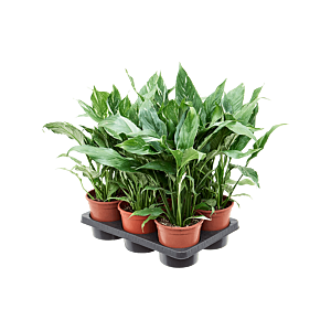 Spathiphyllum 'Diamond' 6/tray