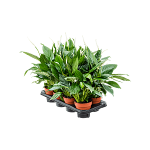 Spathiphyllum 'Sweet Chico' 8/tray