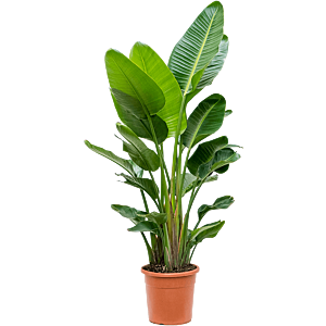 Strelitzia nicolai (170-200)