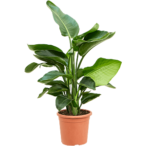 Strelitzia nicolai (60-90)