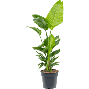 Strelitzia nicolai (120-160)