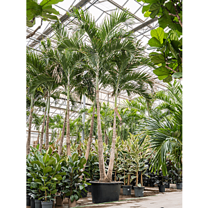 Veitchia (Adonidia) merrillii (575-650)