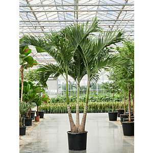 Veitchia (Adonidia) merrillii