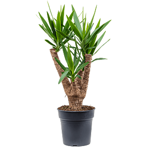 Yucca elephantipes