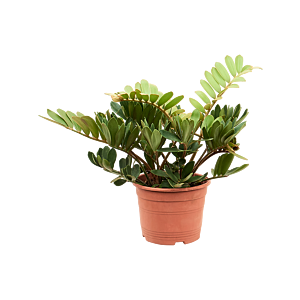 Zamia furfuracea (30-50)