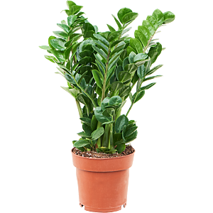 Zamioculcas zamiifolia 'Midori'