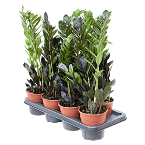 Zamioculcas zamiifolia 'Raven' 7/tray