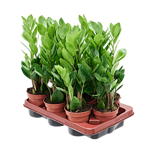Zamioculcas zamiifolia 9/tray
