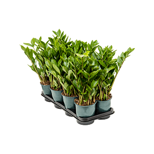 Zamioculcas zamiifolia 8/tray