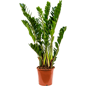Zamioculcas zamiifolia