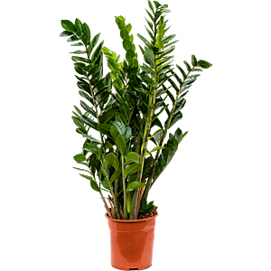 Zamioculcas zamiifolia