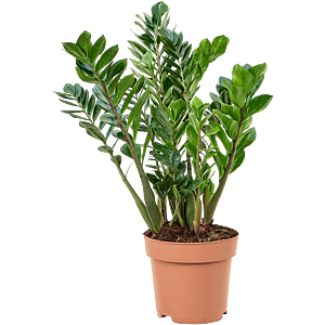 Zamioculcas zamiifolia