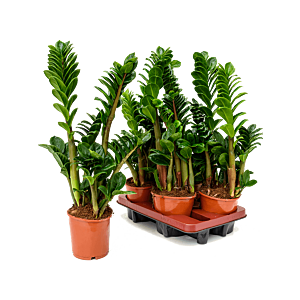 Zamioculcas zamiifolia 'Zenzi' 4/tray