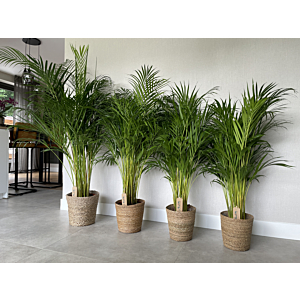 Dypsis Lutescens (Areca) P24 120
