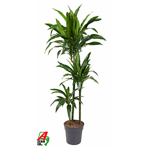 Dracaena Janet Craig 90-60-30