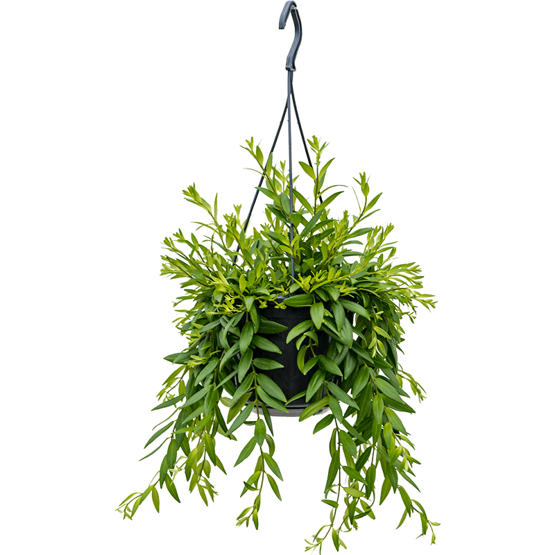 Aeschynanthus 'Japhrolepis'