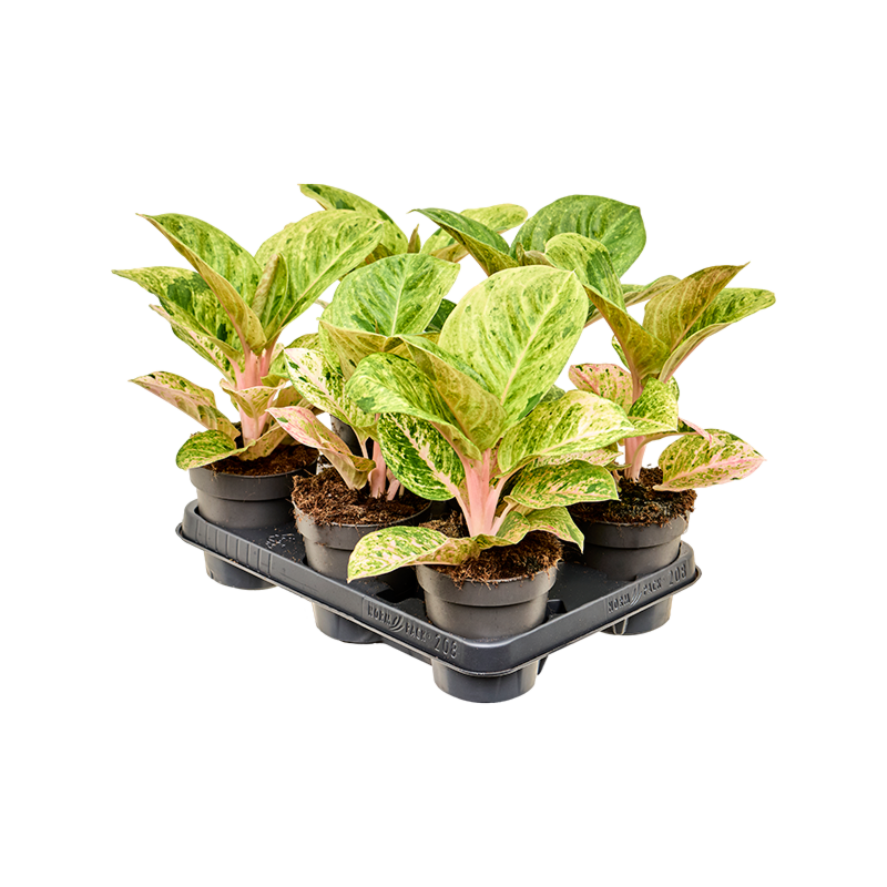 Aglaonema 'Apple Fantasy' 6/tray