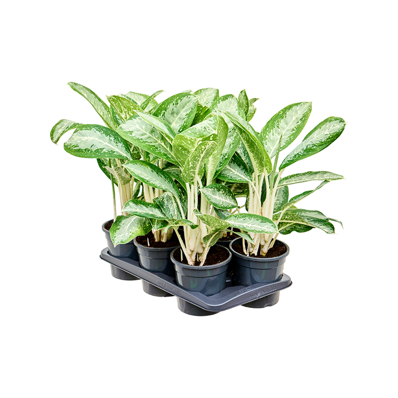 Aglaonema 'Anouk' 6/tray