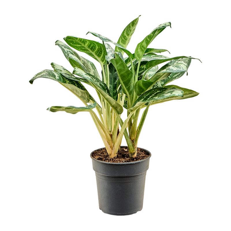 Aglaonema 'Amazon Silver'