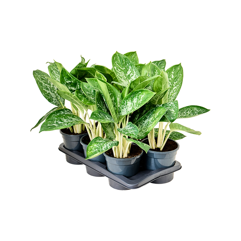 Aglaonema ‘Britt’ 6/tray