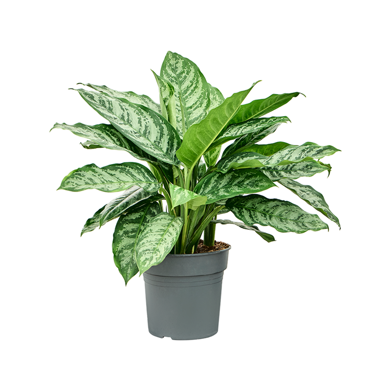 Aglaonema 'Chantal'