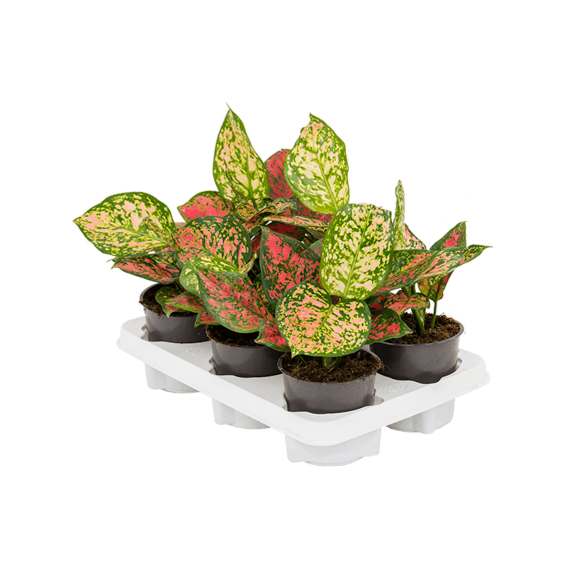 Aglaonema 'Crimson Love' 6/tray