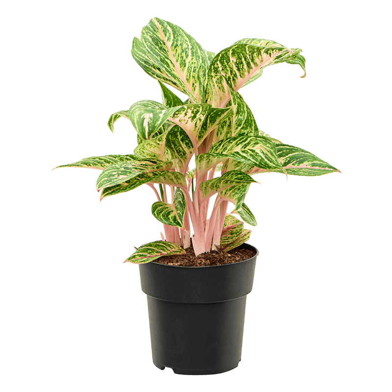 Aglaonema 'Coco Melon'