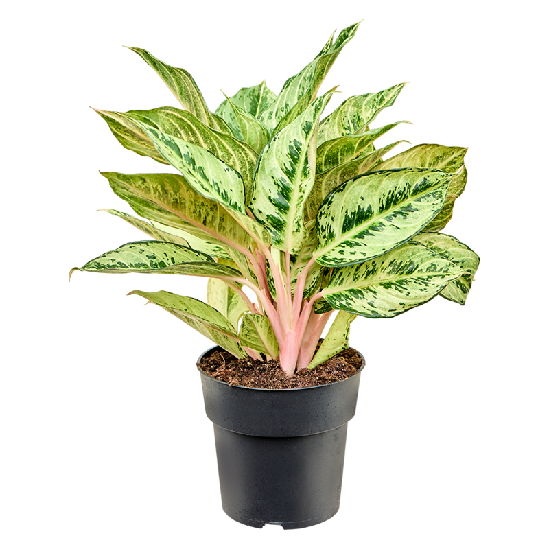 Aglaonema 'Chartreuse Pretty'