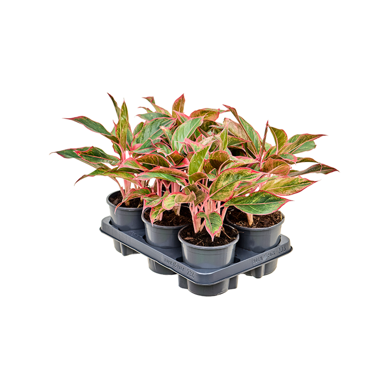 Aglaonema 'Siam Red' 6/tray