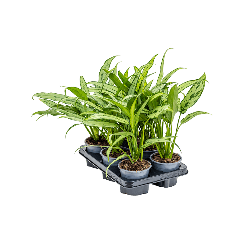 Aglaonema 'Cutlass' 6/tray