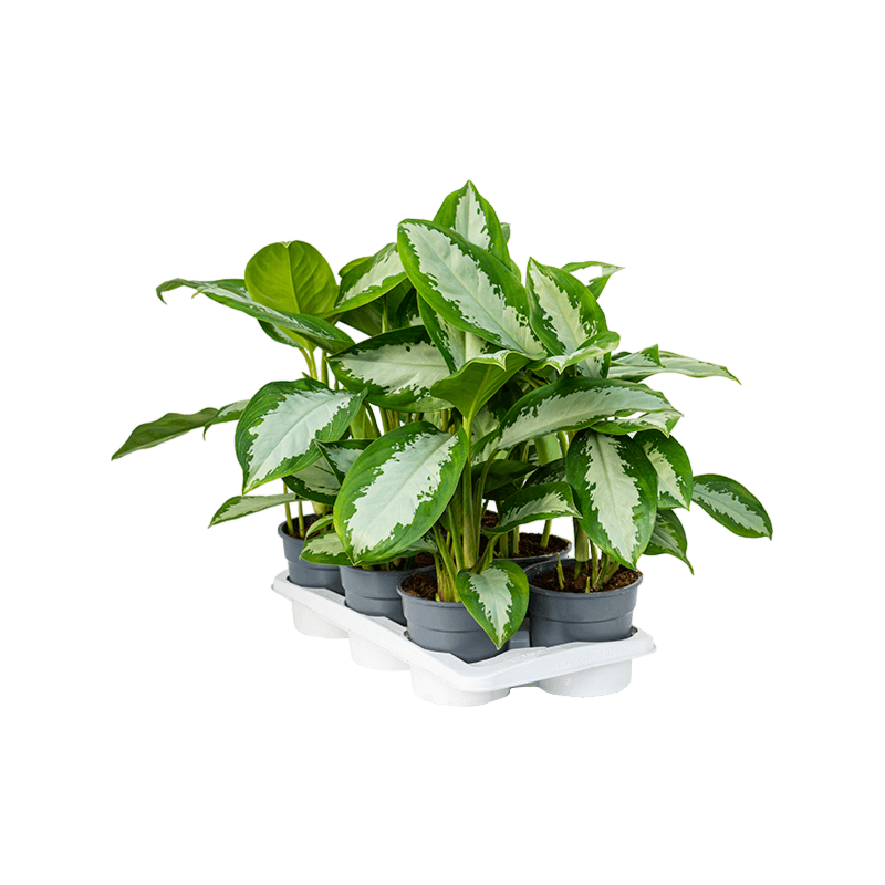 Aglaonema 'Diamond Bay' 6/tray