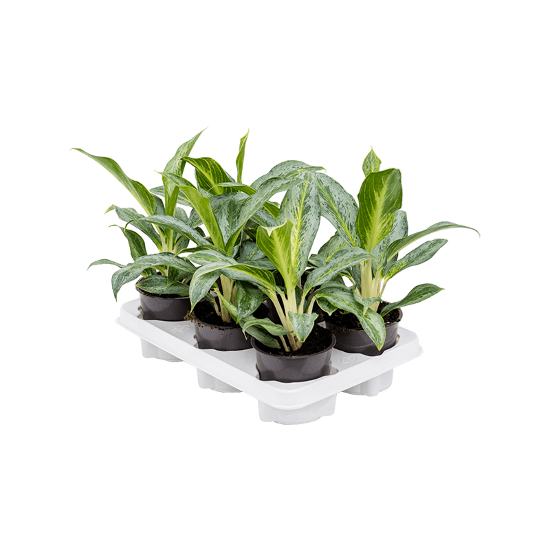 Aglaonema 'Emerald Stone' 6/tray