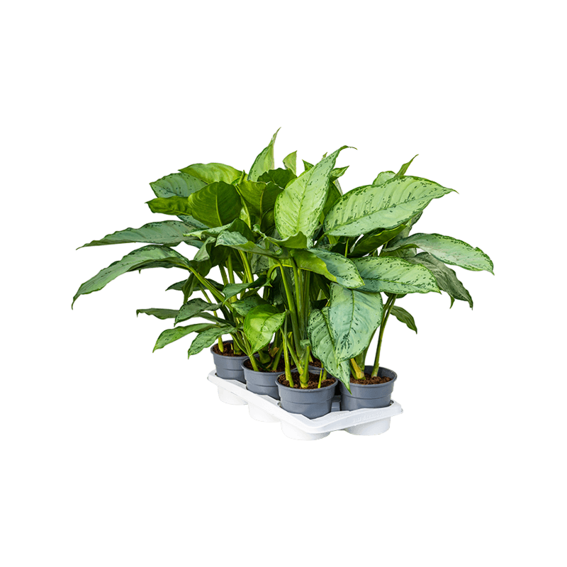 Aglaonema 'Freedman' 6/tray