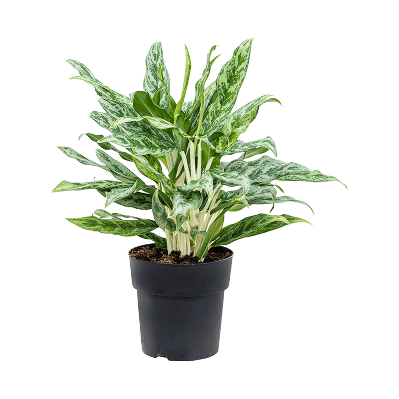 Aglaonema 'Greyhound'