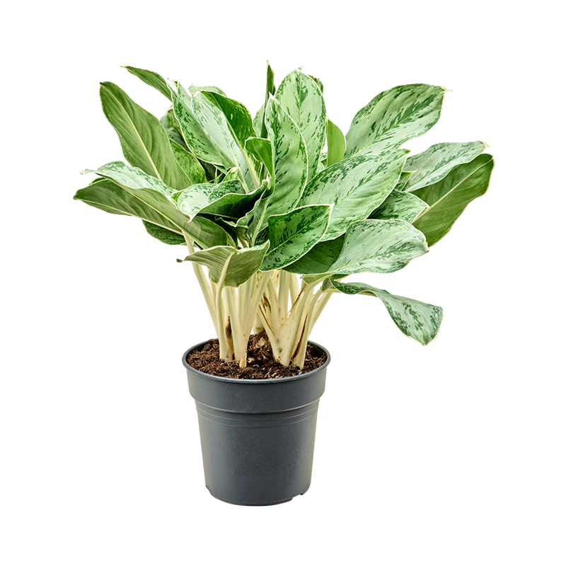 Aglaonema 'Horizon'