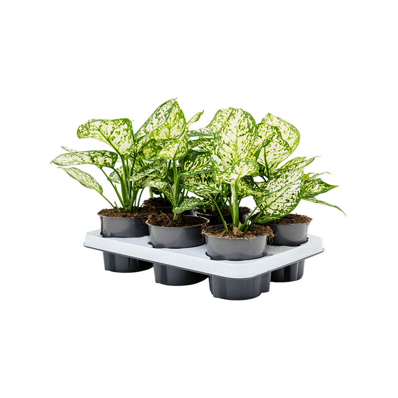 Aglaonema 'Ivory Jade' 6/tray