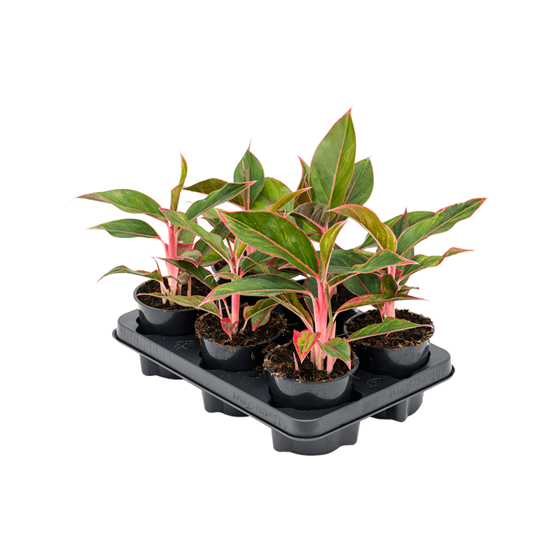 Aglaonema 'Jungle Red' 6/tray