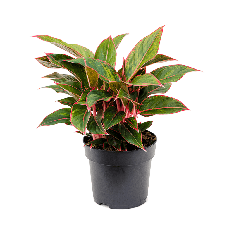 Aglaonema 'Jungle Red'
