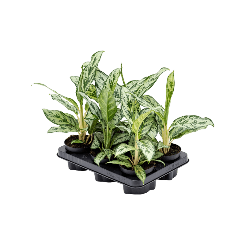 Aglaonema 'Laurel Green' 6/tray