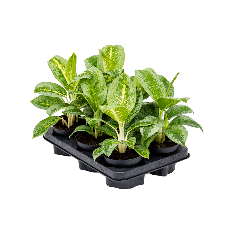 Aglaonema 'Lemon Mint' 6/tray