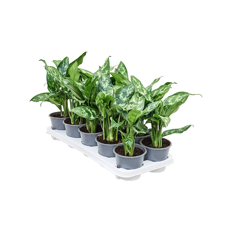 Aglaonema 'Maria' 10/tray