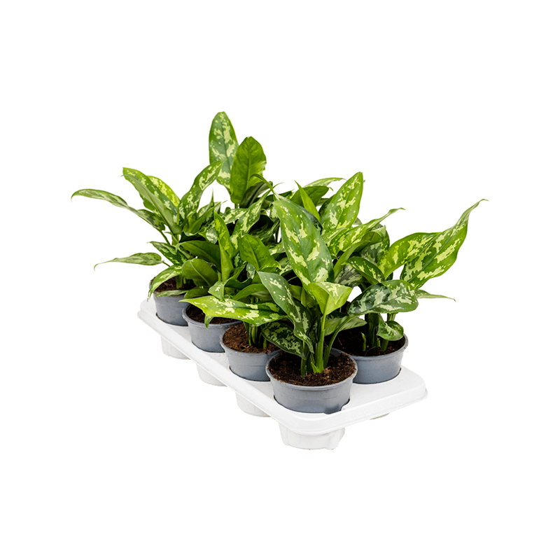 Aglaonema 'Maria' 8/tray