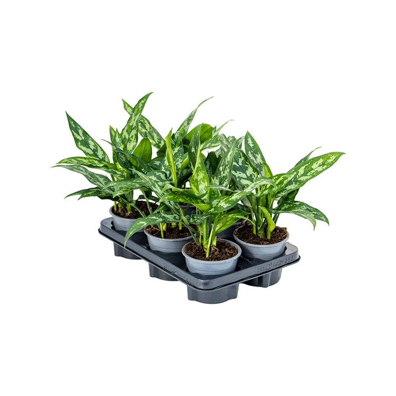 Aglaonema 'Maria' 6/tray