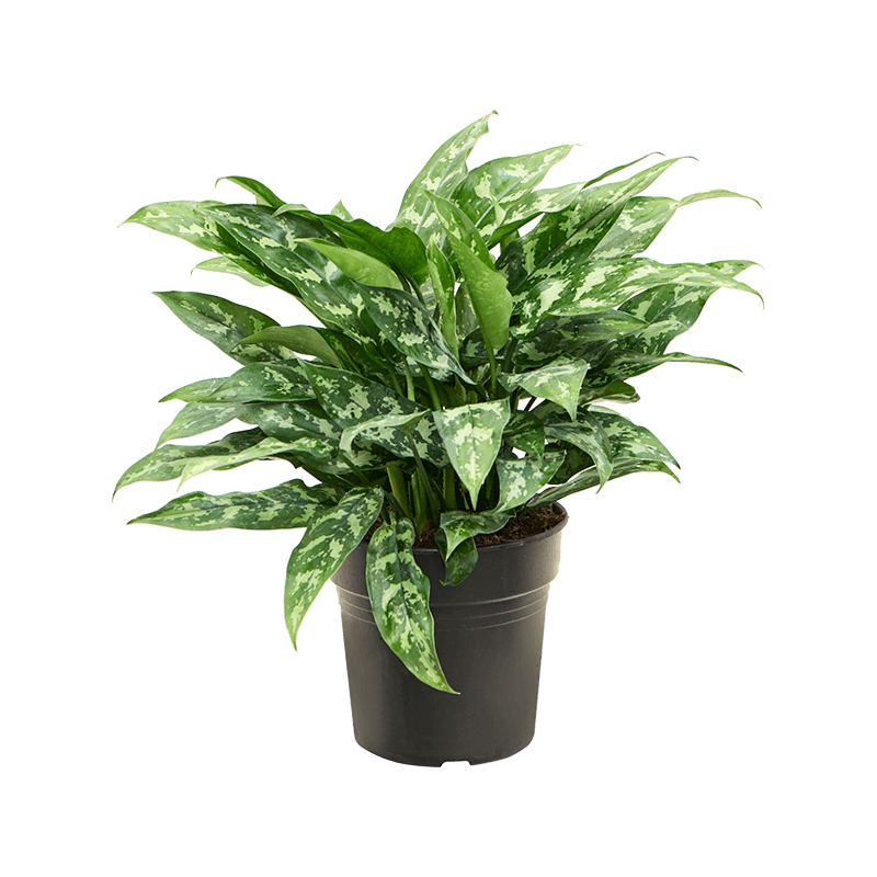 Aglaonema 'Maria'