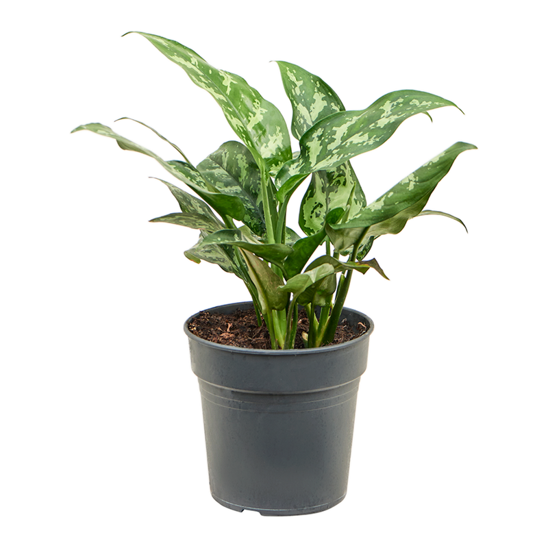 Aglaonema 'Maria'