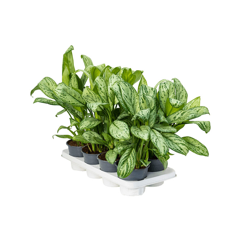 Aglaonema 'Maria Christina' 8/tray