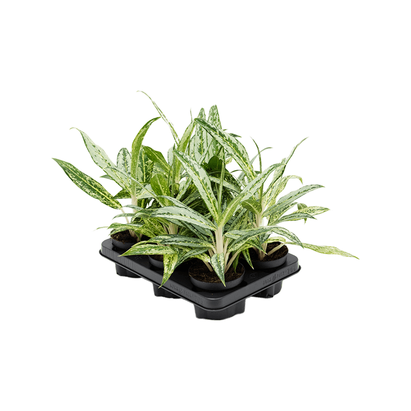 Aglaonema 'Matcha Lemon' 6/tray